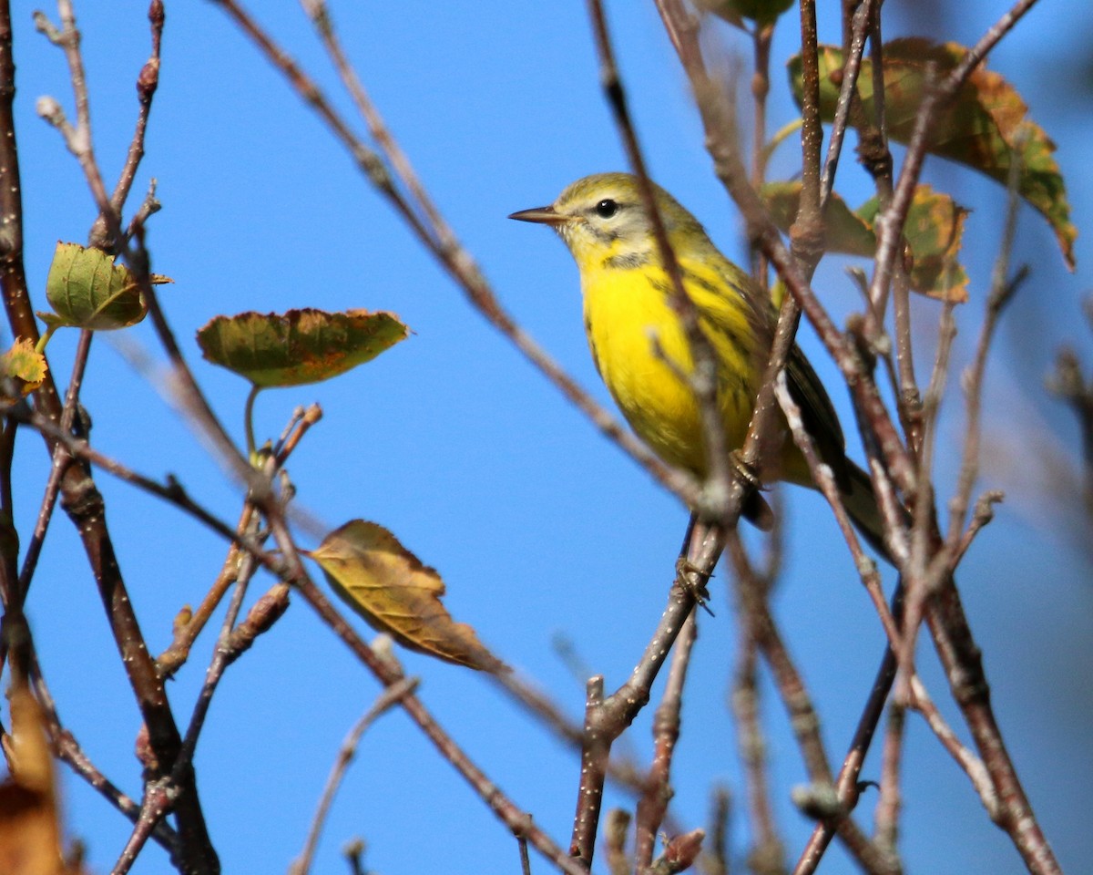 Prairie Warbler - ML624521443