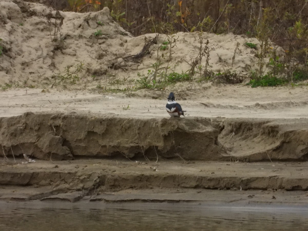 Belted Kingfisher - ML624521448