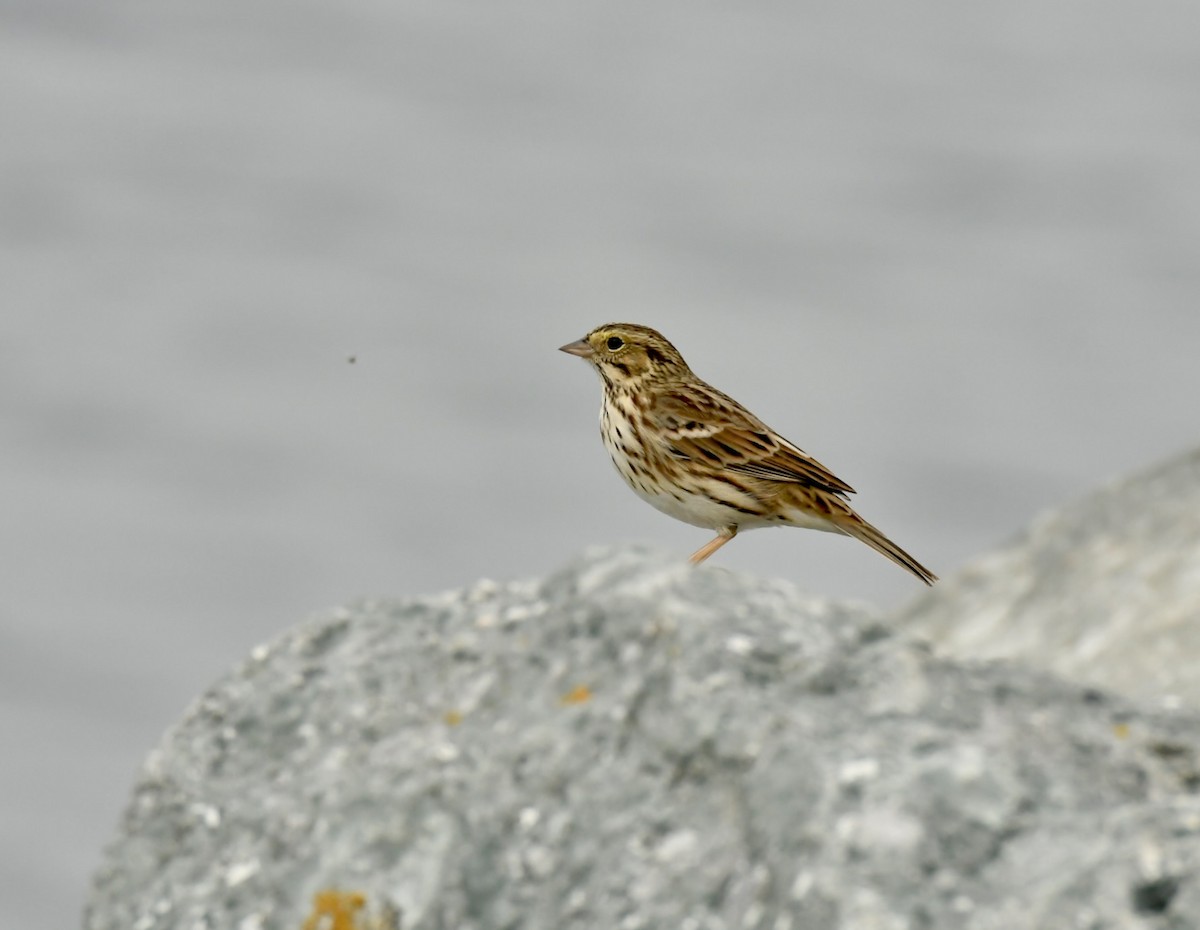 Savannah Sparrow - ML624521454