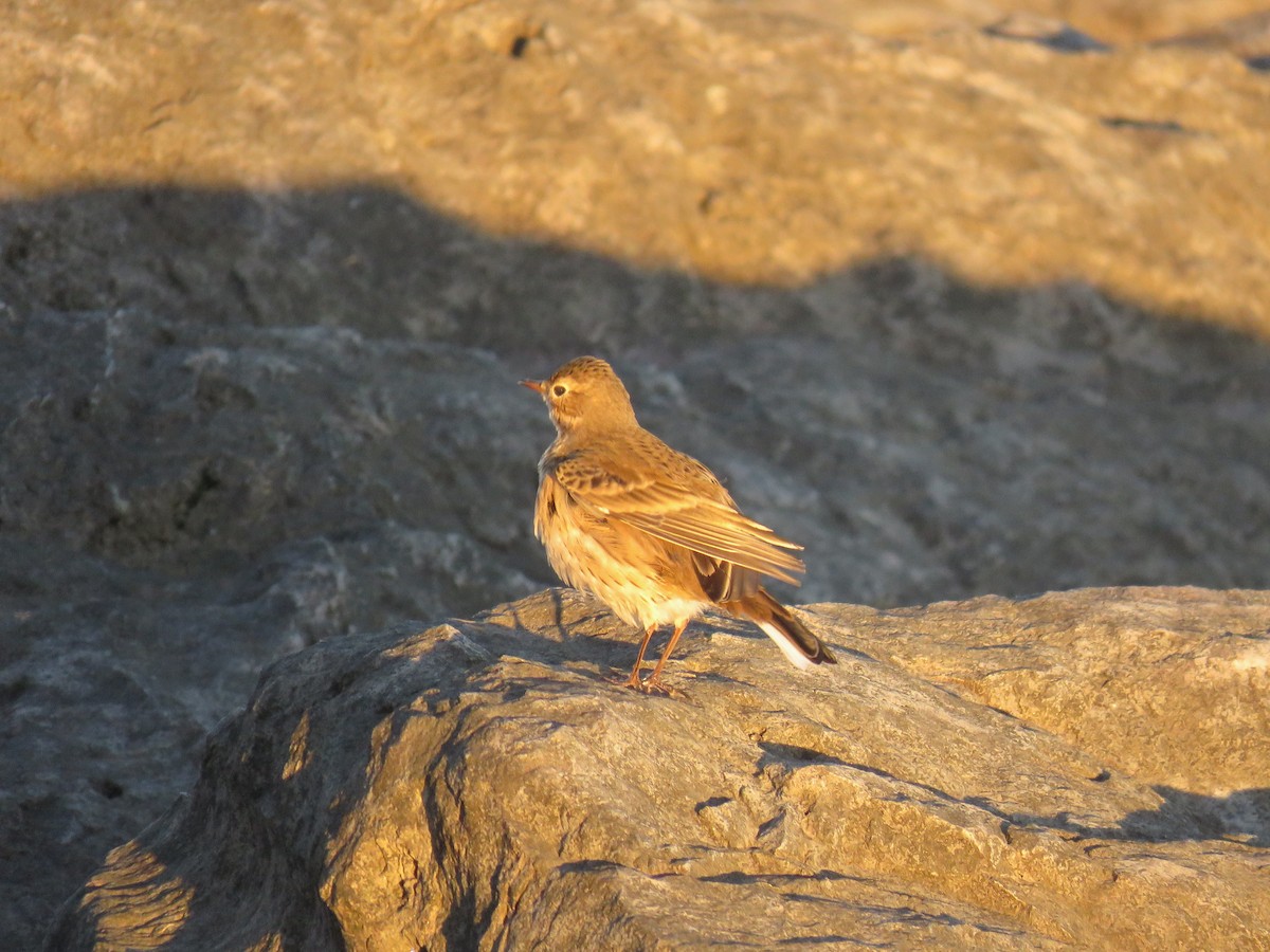 American Pipit - ML624521476