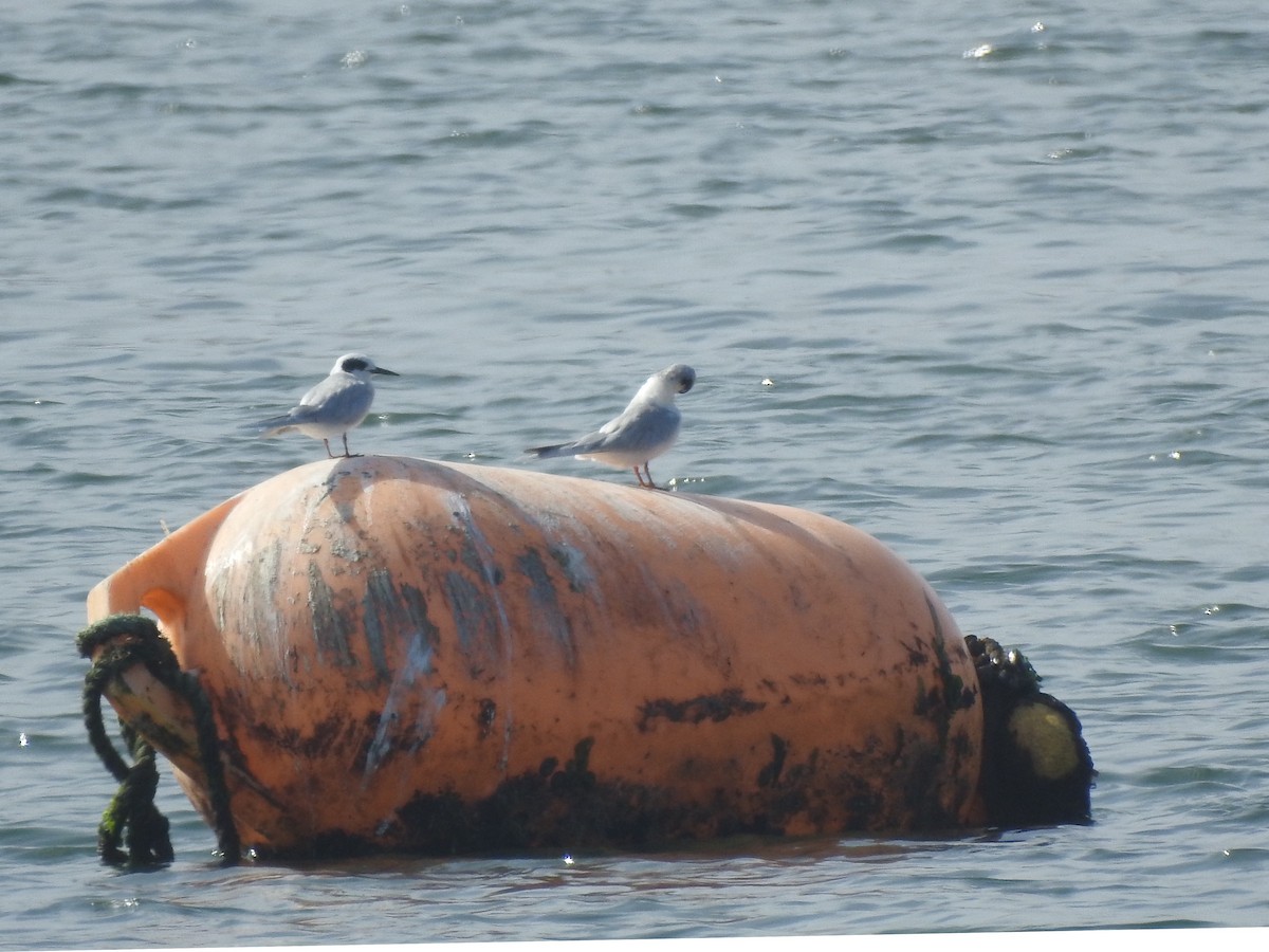 Forster's Tern - ML624521477