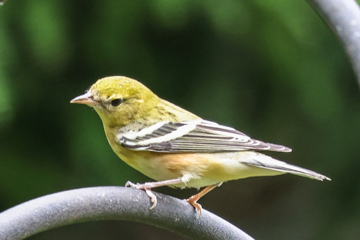 Chestnut-sided Warbler - ML624521575