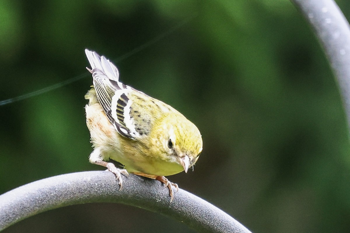 Chestnut-sided Warbler - ML624521590