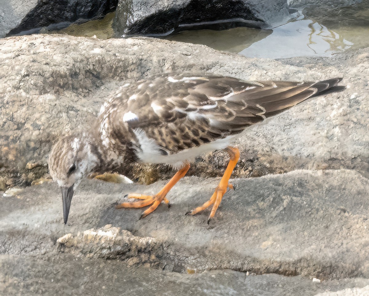 Ruddy Turnstone - ML624521619