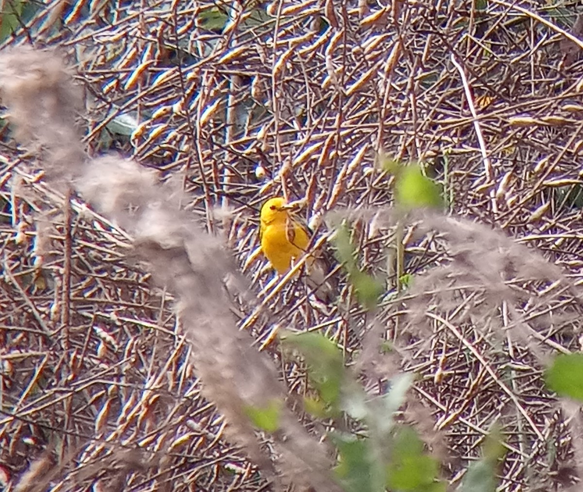 Prothonotary Warbler - ML624521625