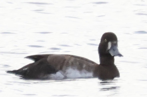 Lesser Scaup - ML624521683