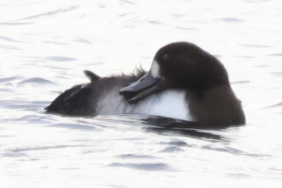 Lesser Scaup - ML624521685