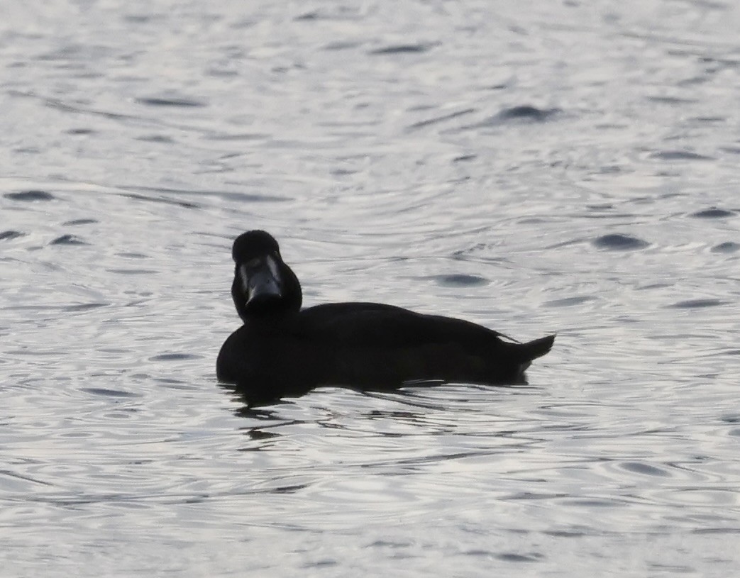 Lesser Scaup - ML624521686