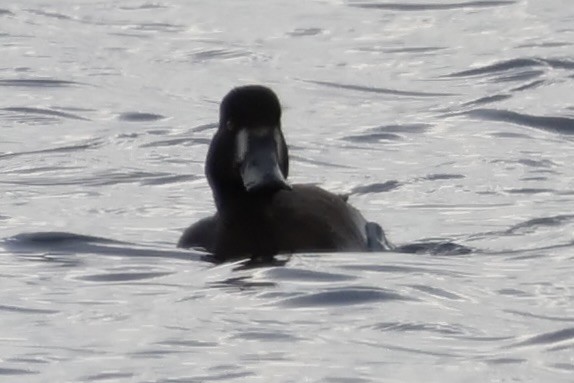 Lesser Scaup - ML624521687