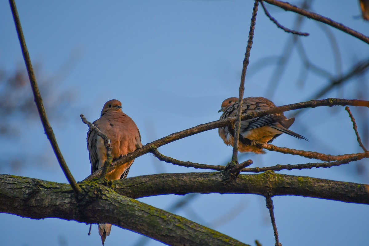 Mourning Dove - ML624521820