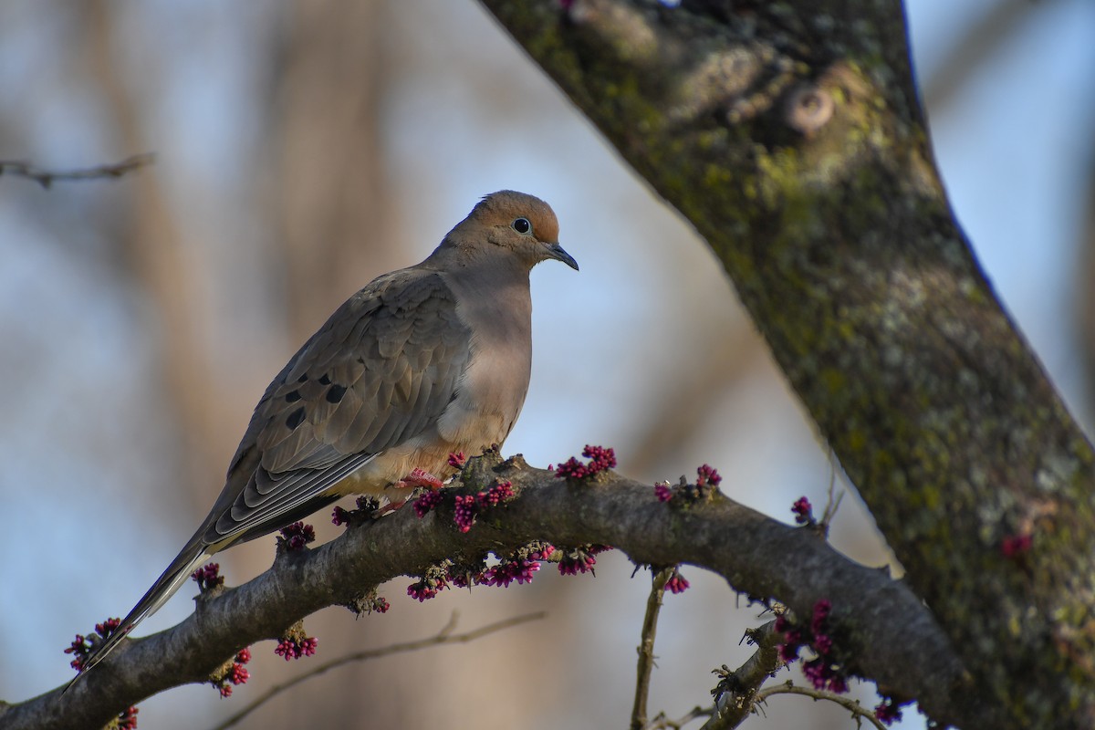 Mourning Dove - ML624521821