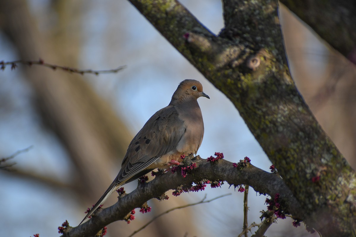 Mourning Dove - ML624521822