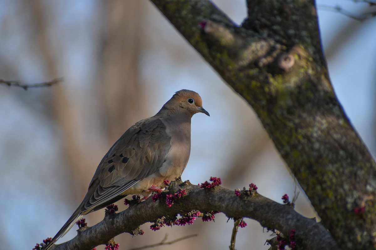 Mourning Dove - ML624521824