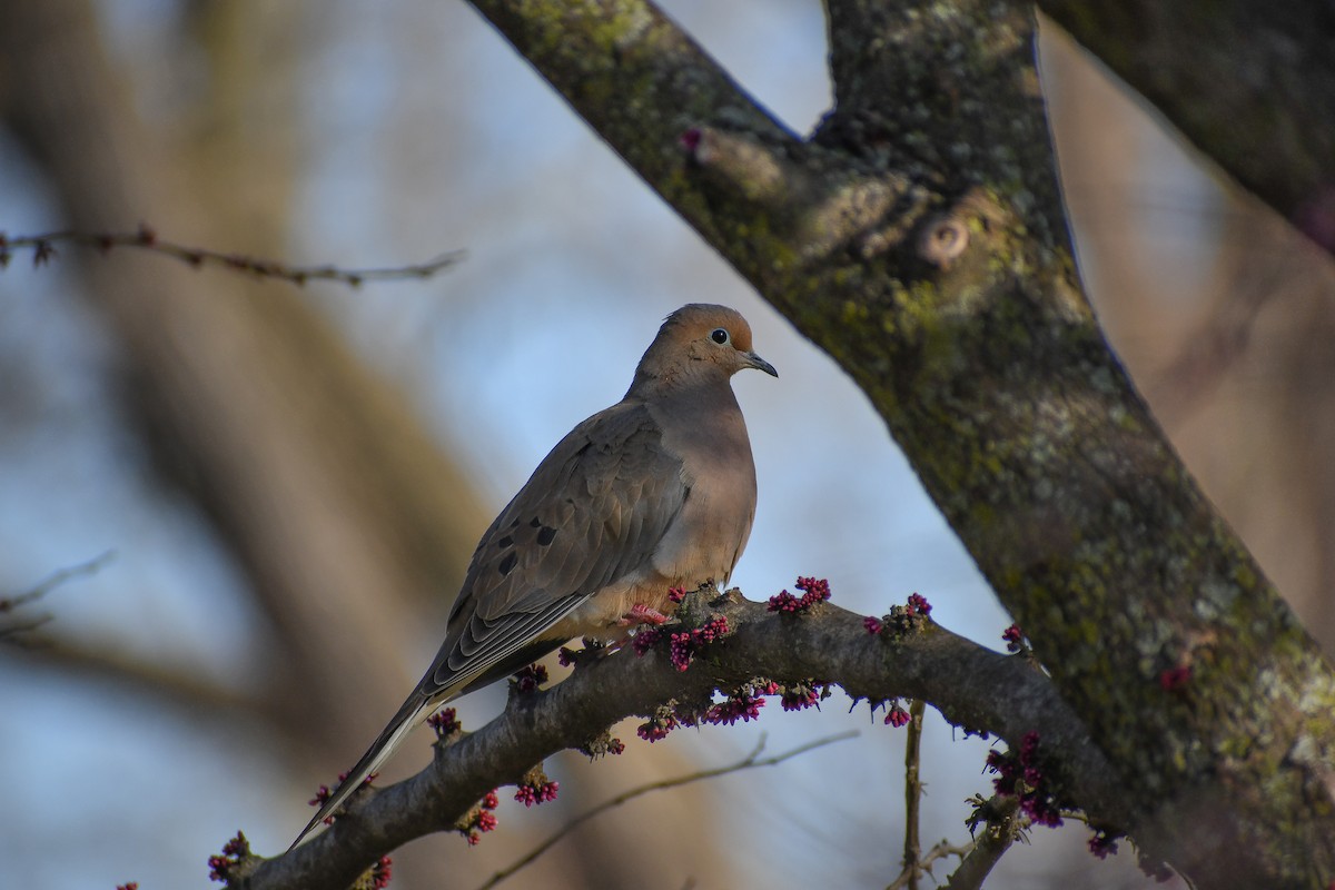 Mourning Dove - ML624521826