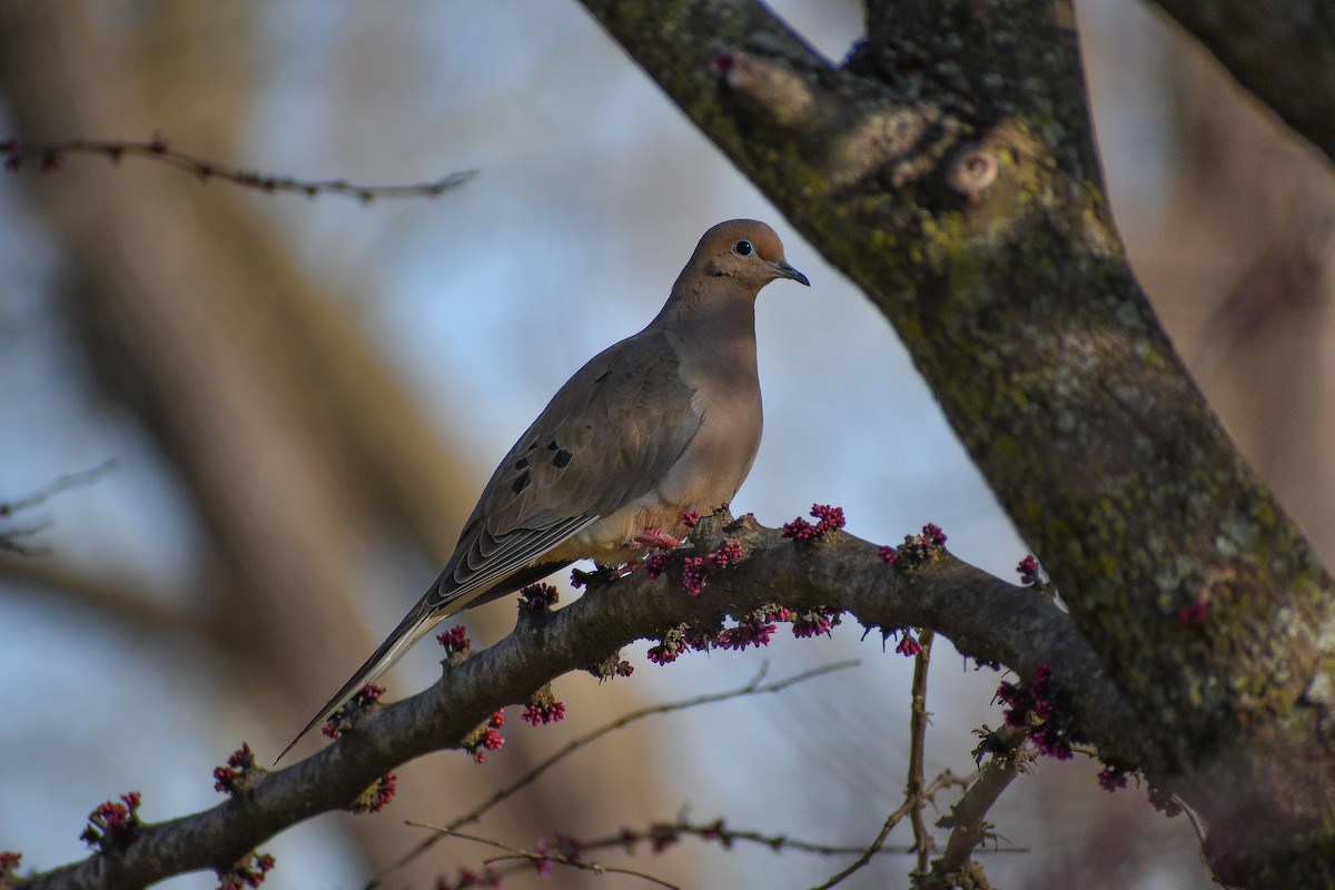 Mourning Dove - ML624521827