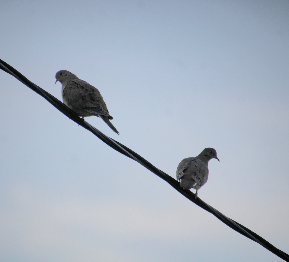 Mourning Dove - ML624521870