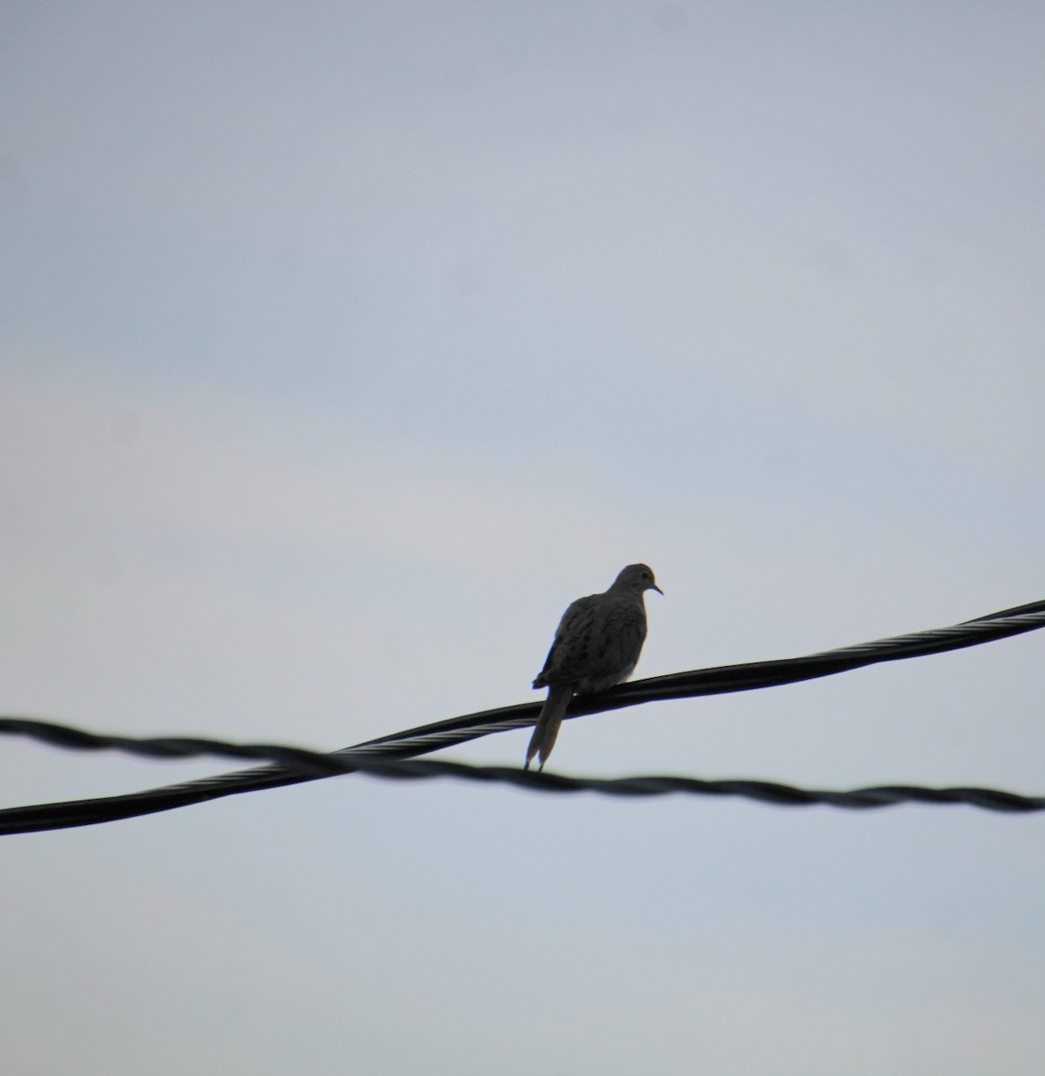 Mourning Dove - ML624521871