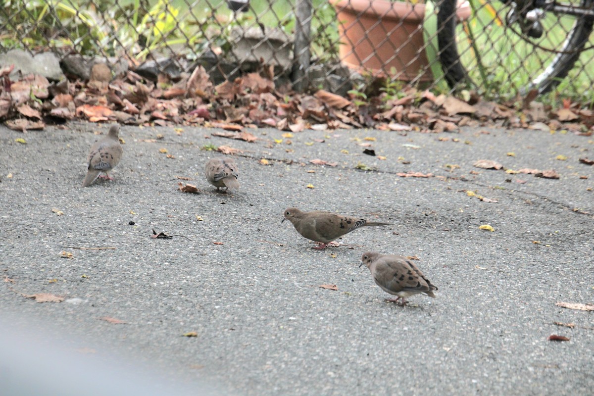 Mourning Dove - ML624521872