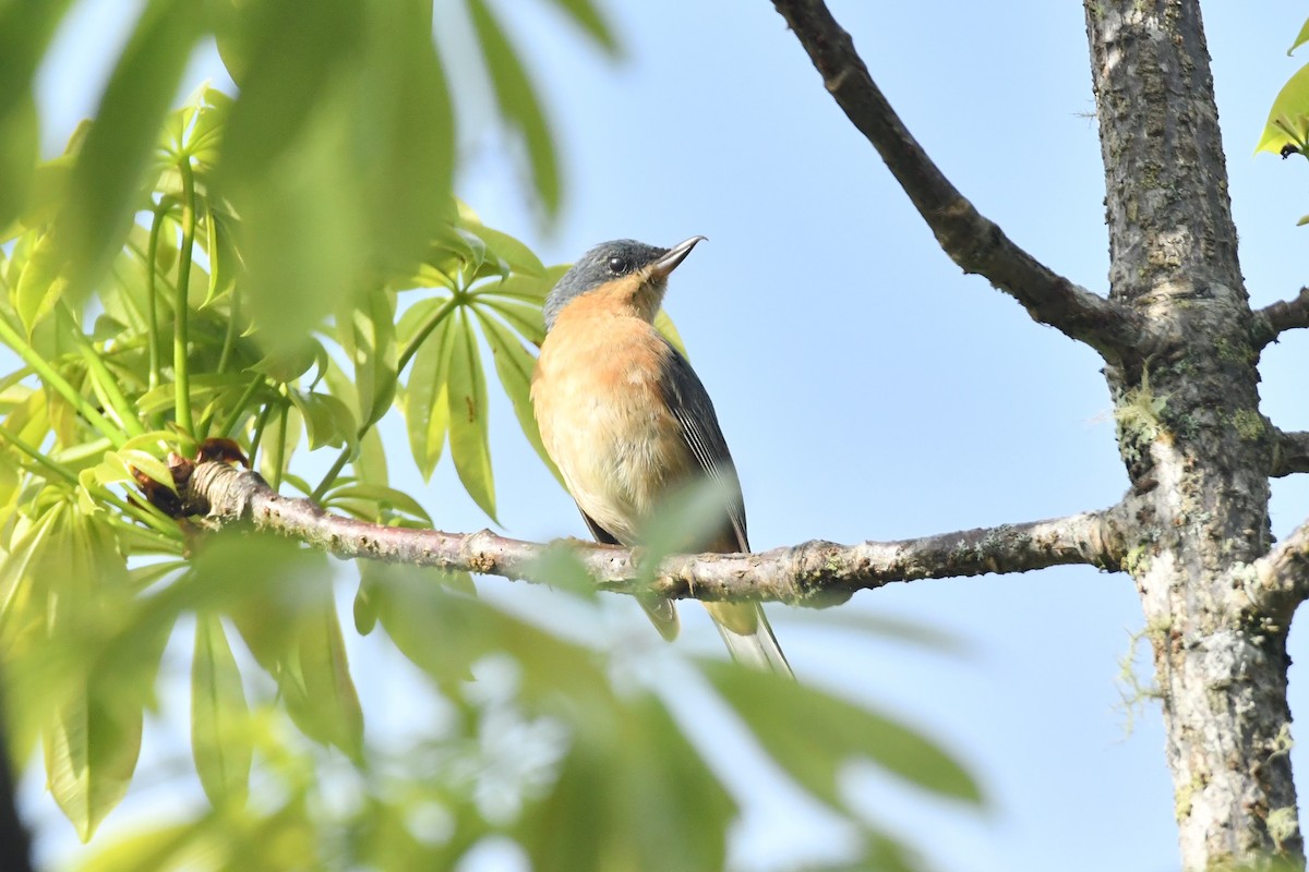 Rusty Flowerpiercer - ML624522008