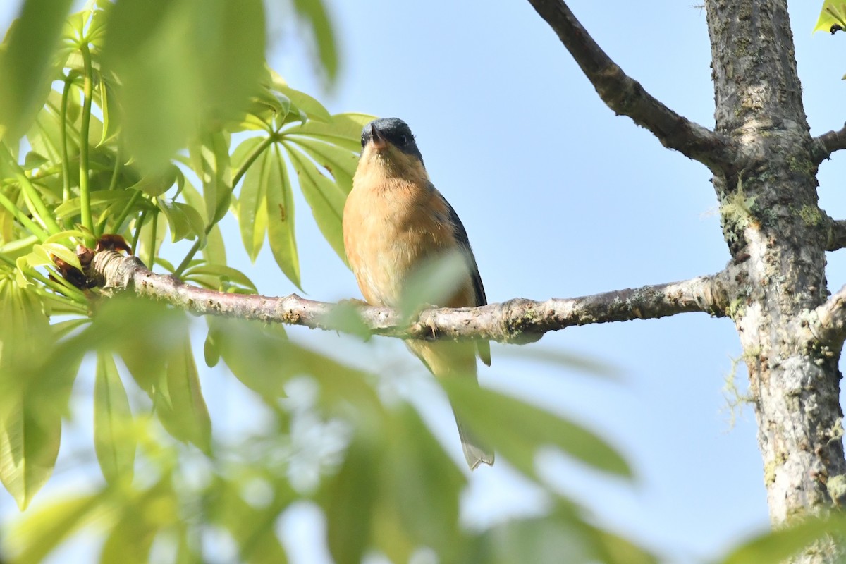 Rusty Flowerpiercer - ML624522018