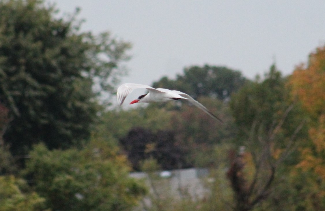 Caspian Tern - Deborah  Hansen