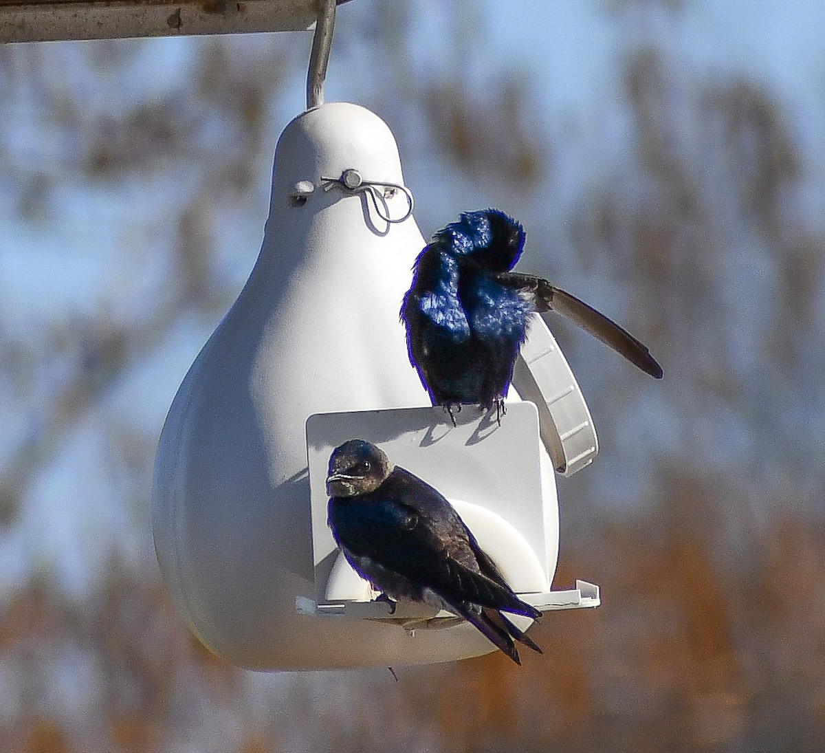 Purple Martin - Elaine Thomas