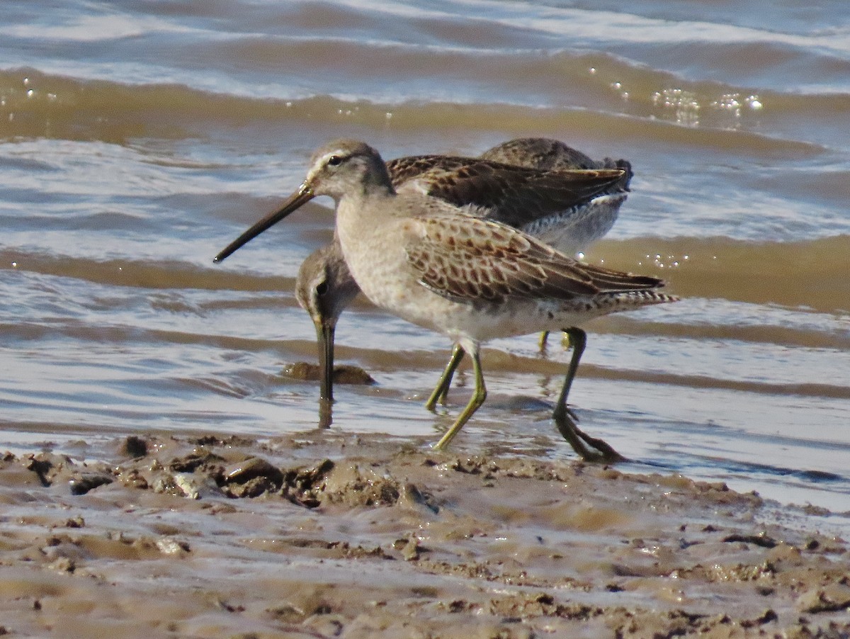 Long-billed Dowitcher - ML624522147