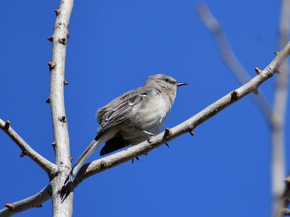 Northern Mockingbird - ML624522227