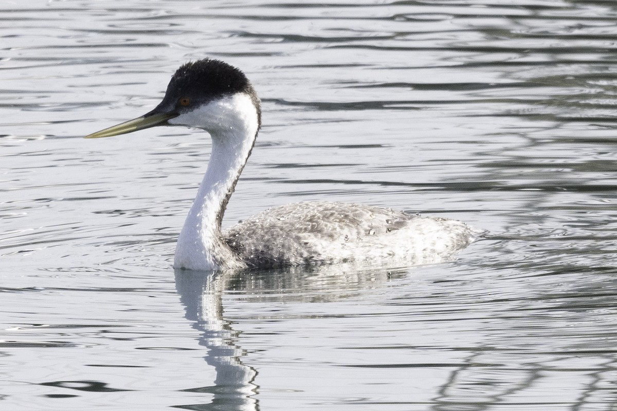 Western Grebe - ML624522245