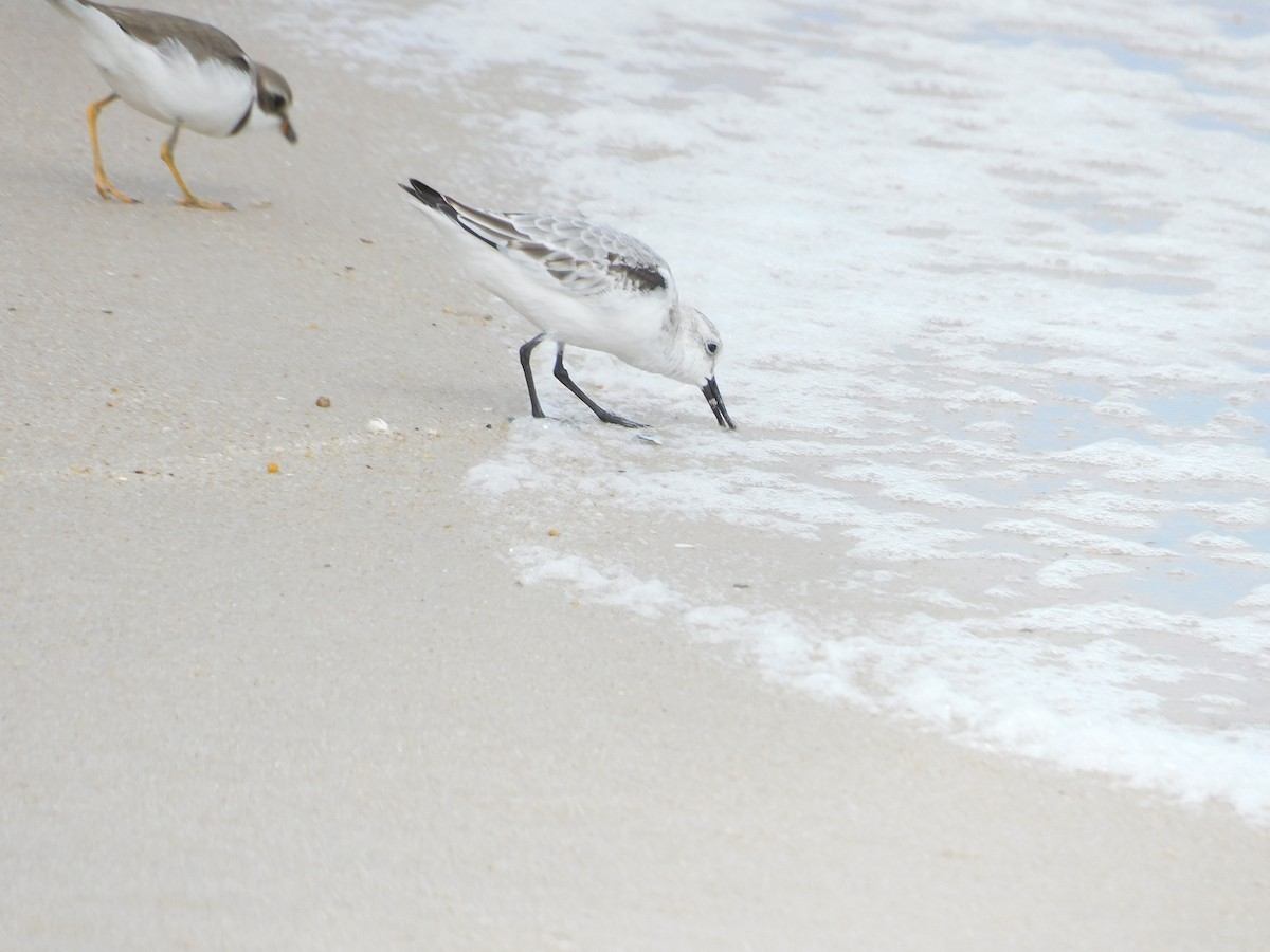 Sanderling - ML624522252