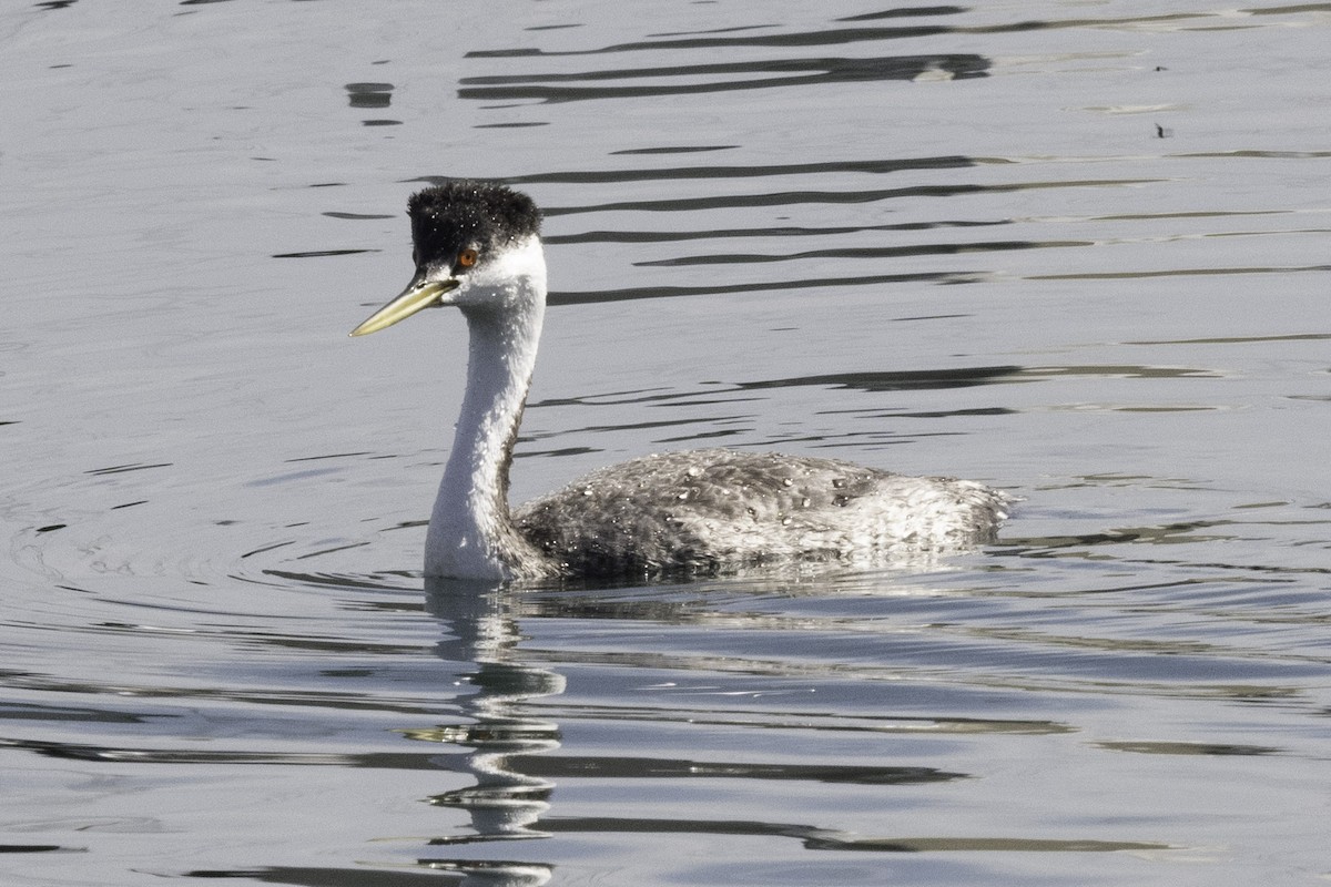 Western Grebe - ML624522253