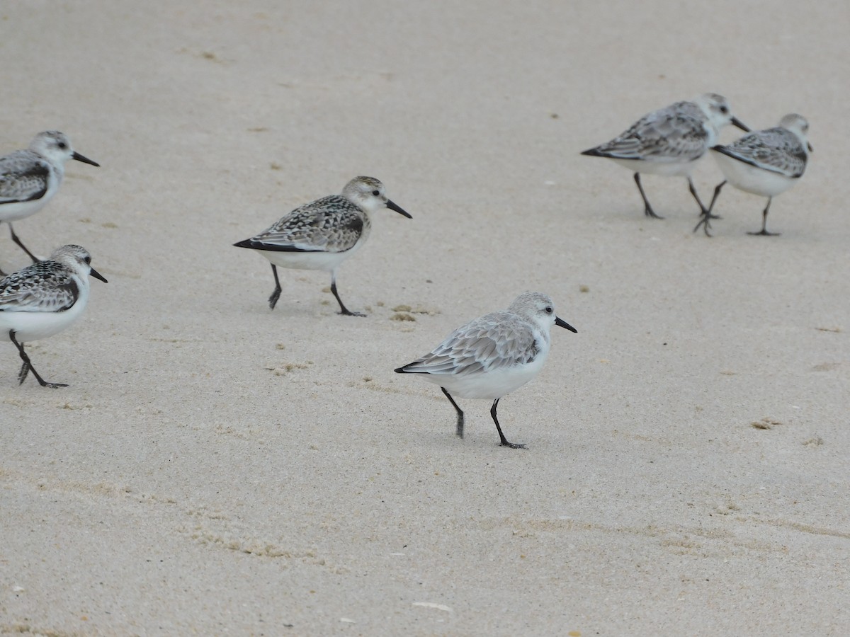 Sanderling - ML624522260