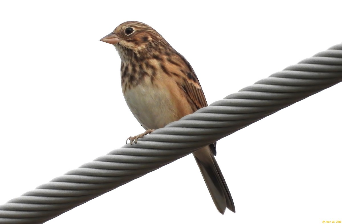 Vesper Sparrow - ML624522263