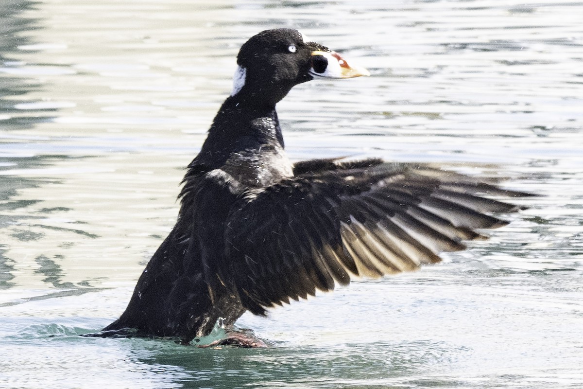 Surf Scoter - ML624522264