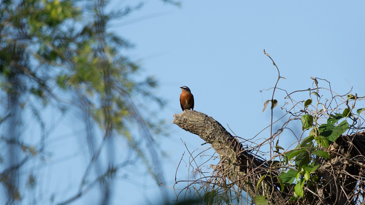 Black-and-rufous Warbling Finch - ML624522265