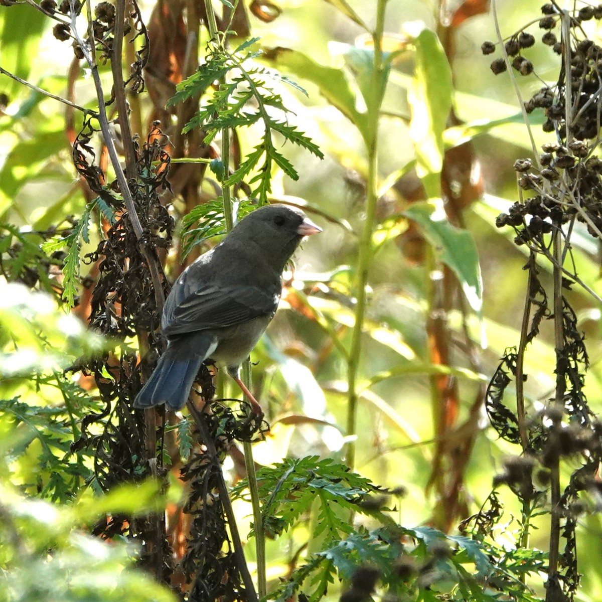 Dark-eyed Junco - ML624522266