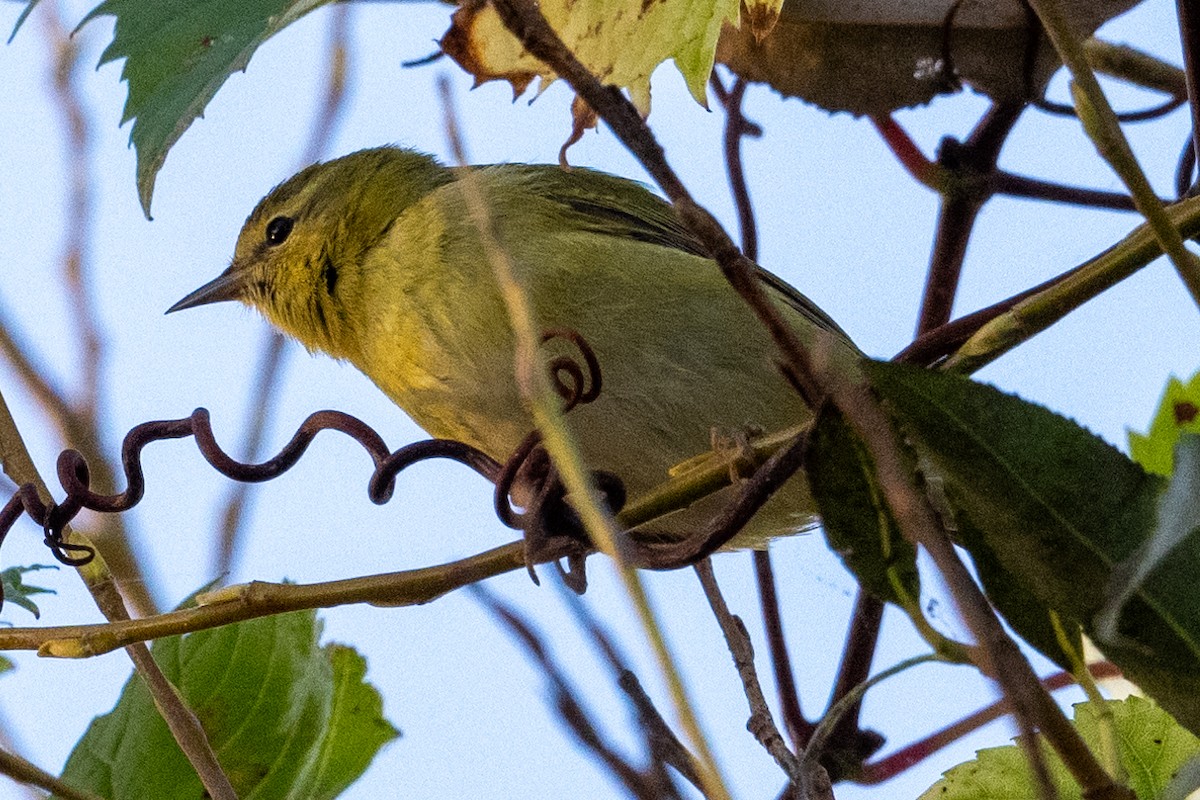 Tennessee Warbler - ML624522267