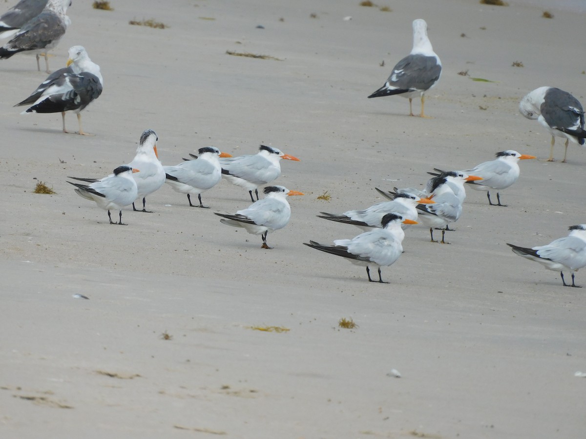 Royal Tern - ML624522268