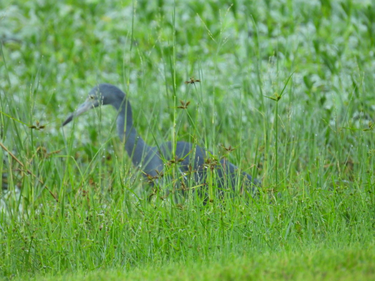 Little Blue Heron - ML624522270