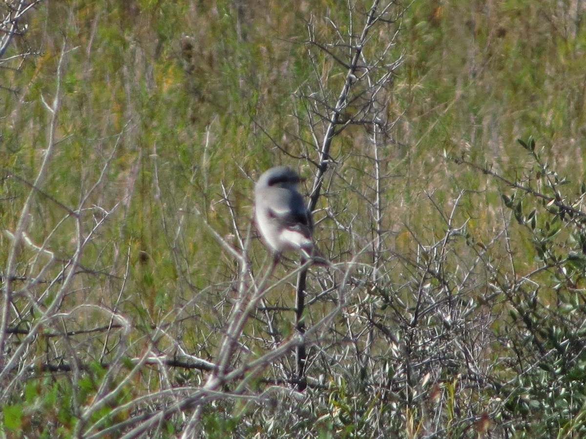 Northern Shrike - ML624522271