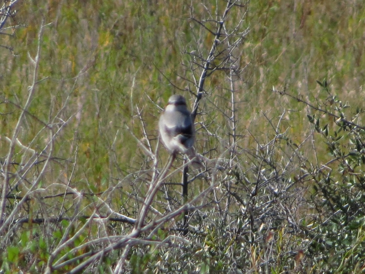 Northern Shrike - Ryan Dudragne