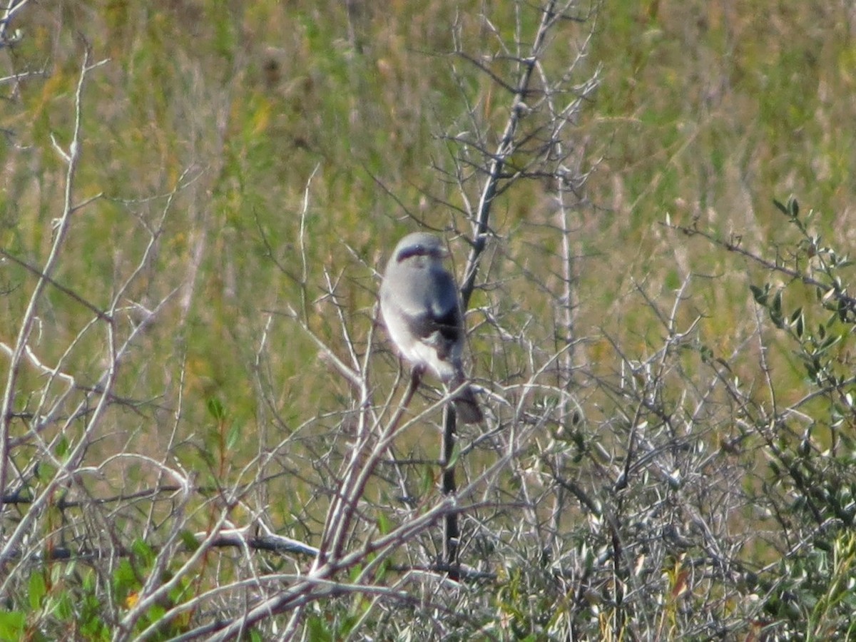 Northern Shrike - ML624522273