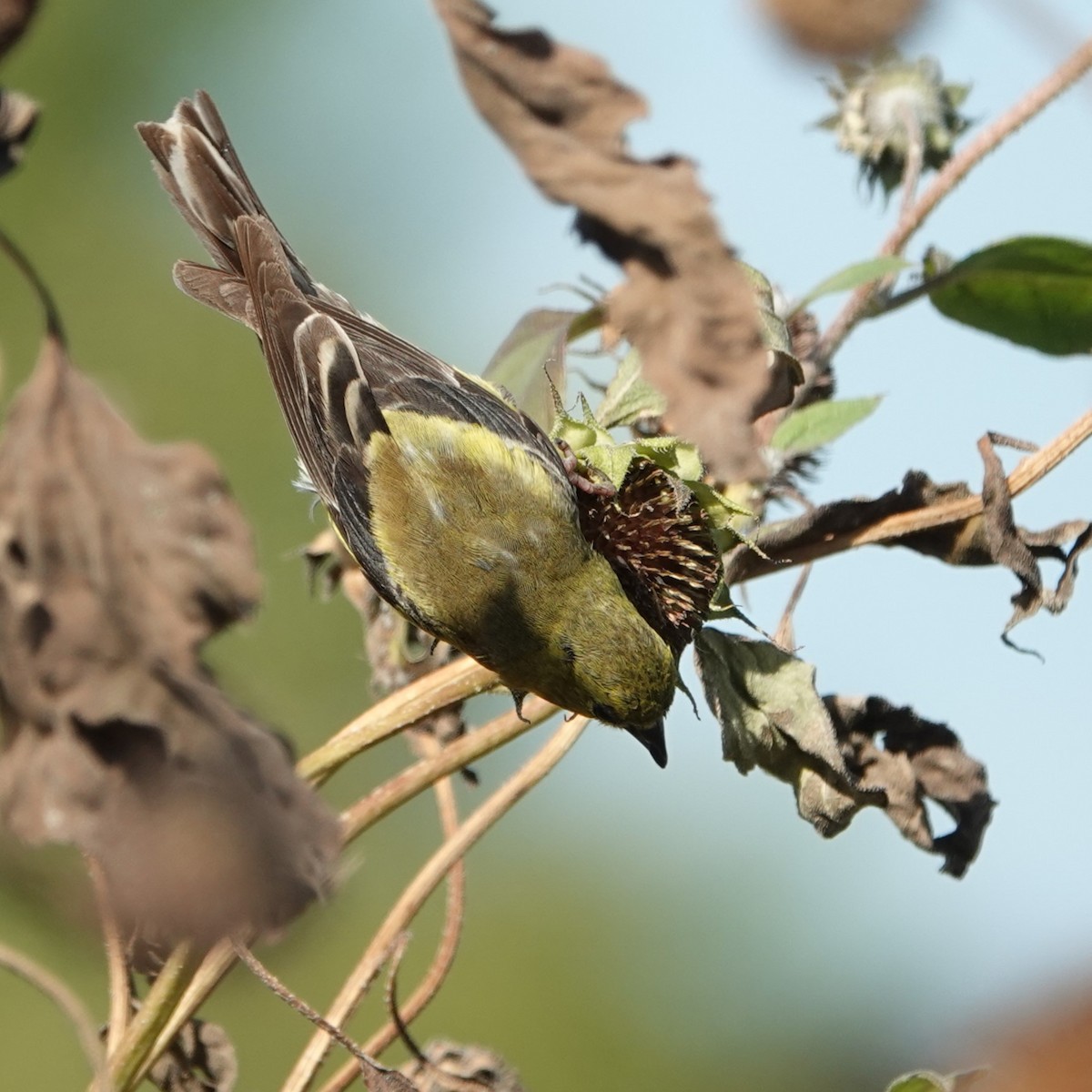 American Goldfinch - ML624522274