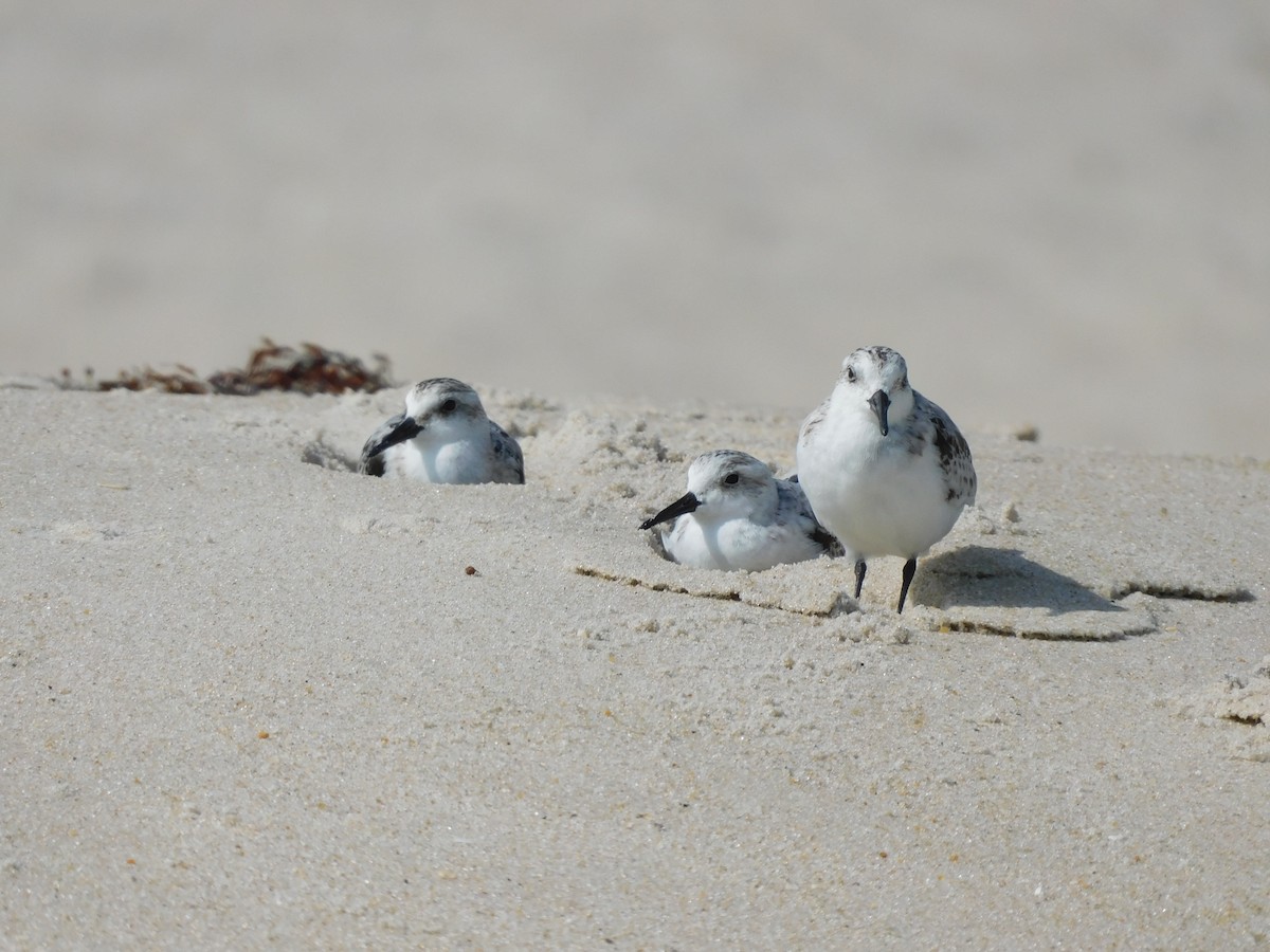 Sanderling - ML624522275