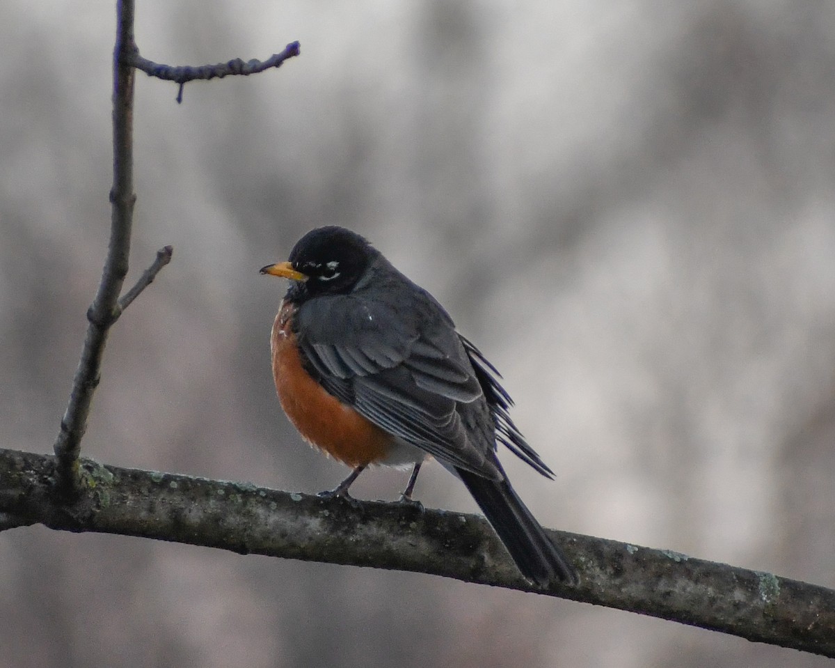 American Robin - ML624522277