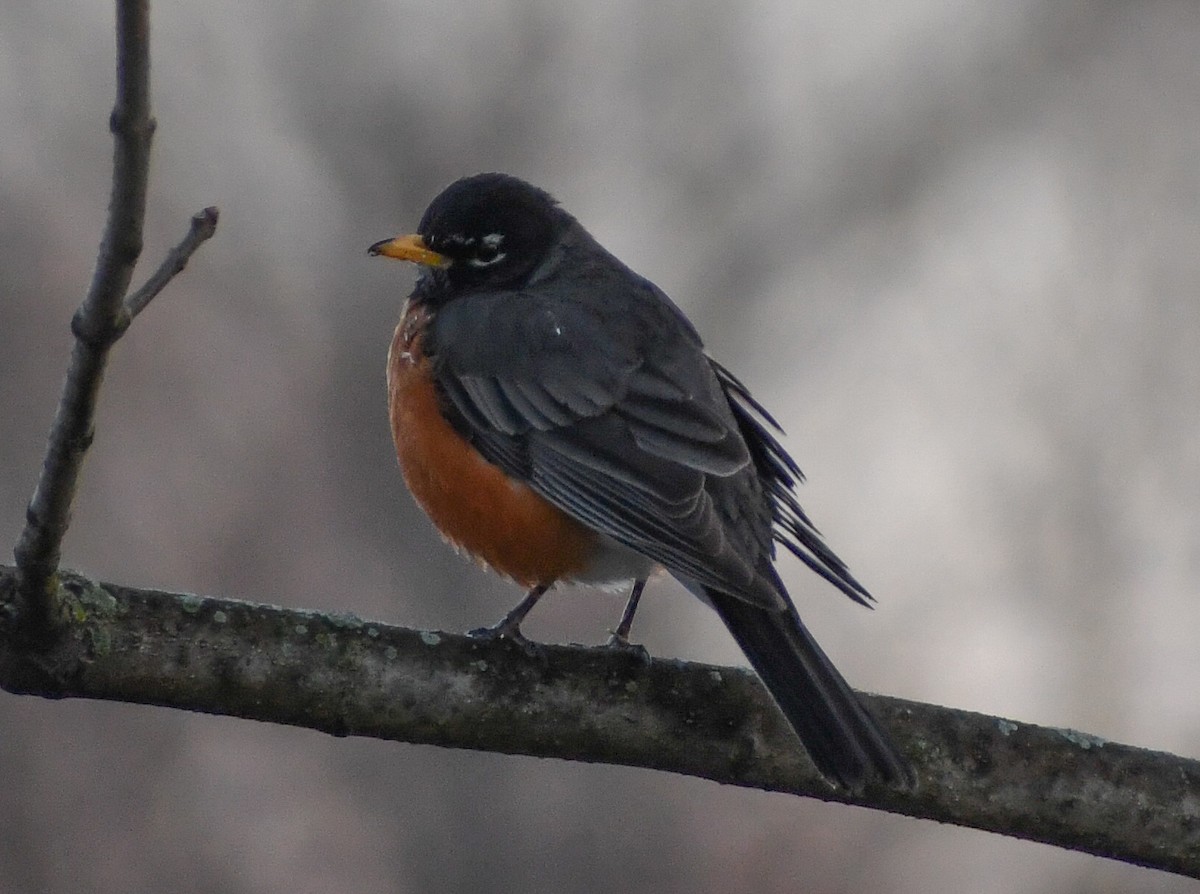 American Robin - ML624522278