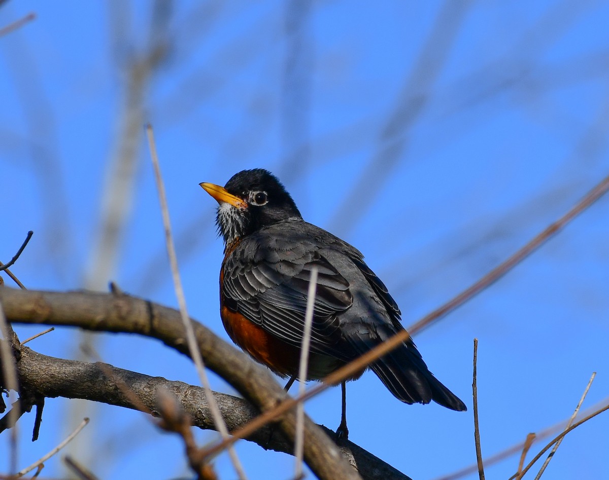 American Robin - ML624522279