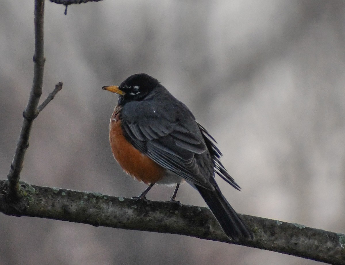 American Robin - ML624522280