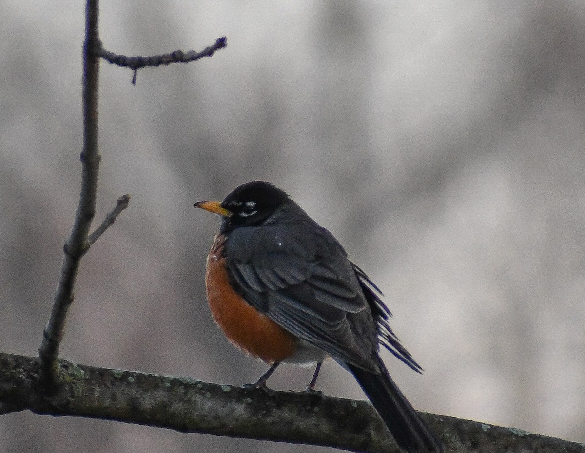 American Robin - ML624522281