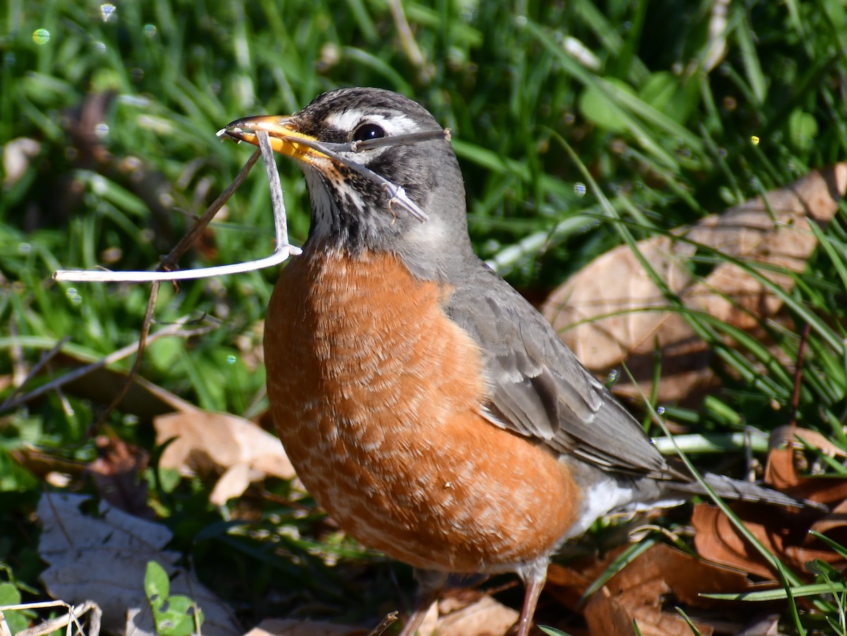 American Robin - ML624522282